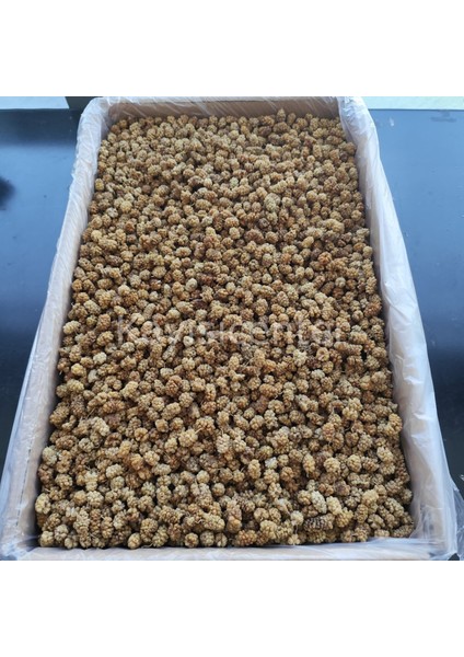 Özel Beyaz Dut Kurusu 13 kg modelleri