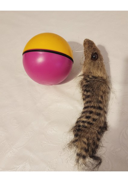 Kedi Köpek Için Hareketli Rakun Oyuncak