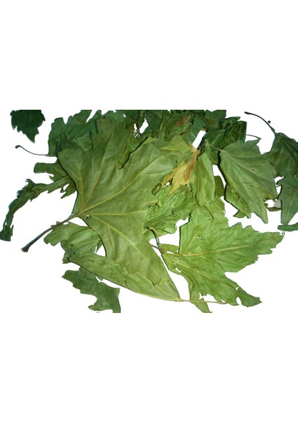 Çınar Yaprağı 500 gr