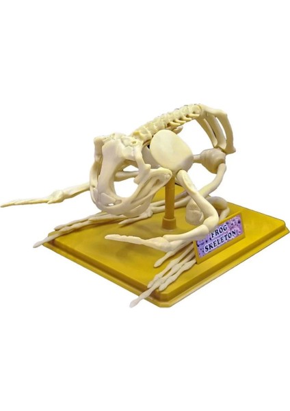 Kurbağa Iskeleti Bilim Seti