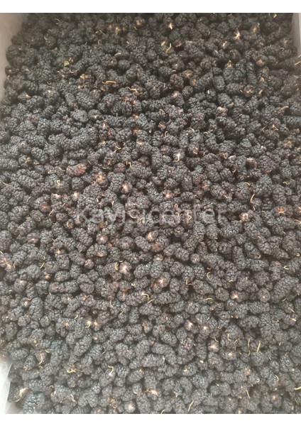 Karadut Kurusu 10 kg fırsatları