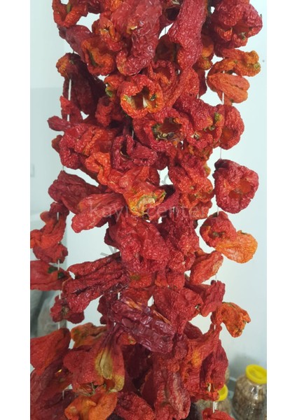 Dolmalık Biber Kurusu -10- Bağ