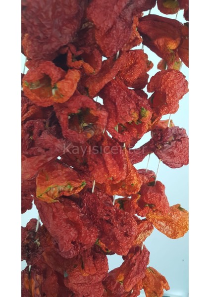 Dolmalık Biber Kurusu -10- Bağ fiyatları