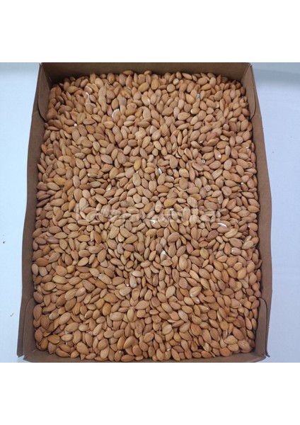 Kayısı Çekirdeği 25 kg fiyatları