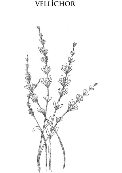 Ay Bizi Terk Etmeden - Elif Duru Koçal