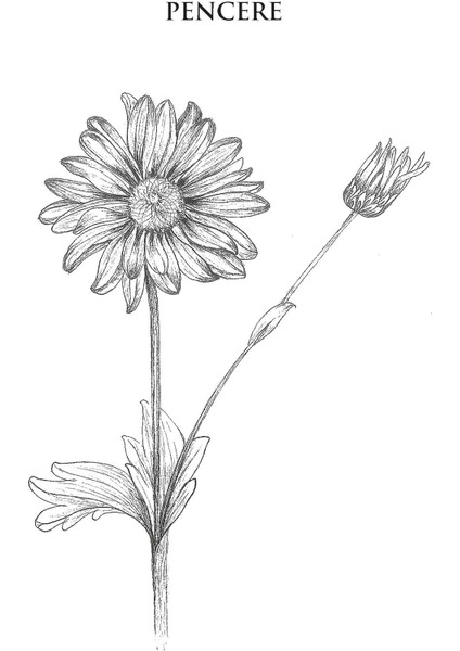 Ay Bizi Terk Etmeden - Elif Duru Koçal