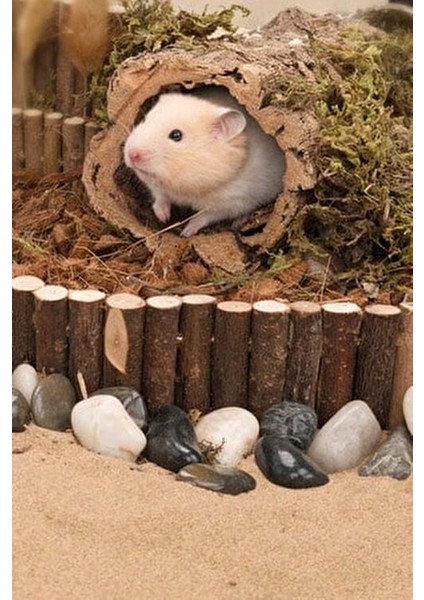 Hamster Tırmanma Merdiveni Çiğnenebilir Ahşap 50 cm Eğlenceli Oyun Alanı