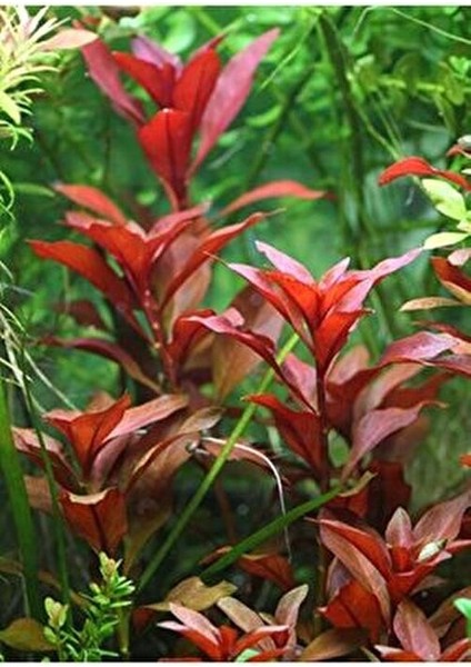 Ludwigia Repens Akvaryum Bitkisi Dayanıklı Yaprak Yapısıyla 5 Dal fırsatları