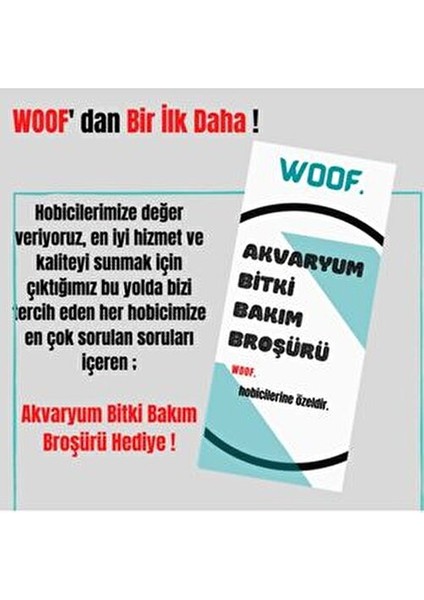 Ludwigia Repens Akvaryum Bitkisi Dayanıklı Yaprak Yapısıyla 5 Dal indirimleri