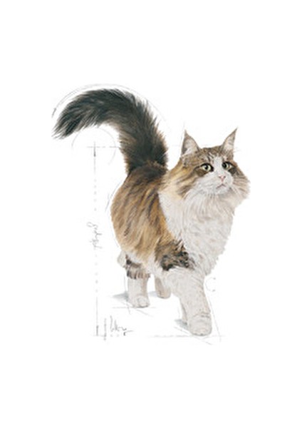 Gravy Kısırlaştırılmış Yaş Kedi Maması Tavuk Aromalı 85 gr Sterilize Kediler İçin fırsatları