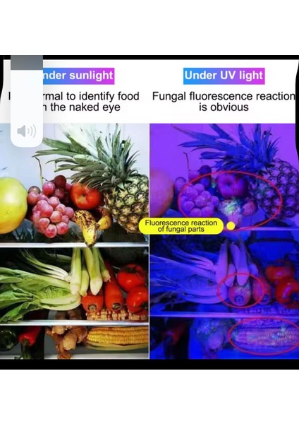 Uv El Feneri 365NM Siyah Işık USB Şarj Edilebilir Ultraviyole LED Blacklight Woods Lamba Güçlü Floresan Taşınabilir Dedektör fiyatları