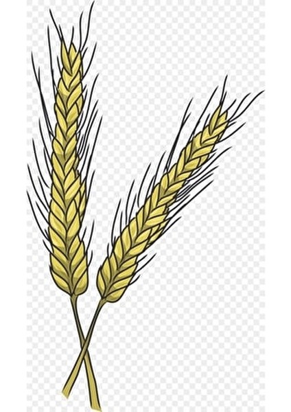 Dinkel Spelt Un 1 kg Yüksek Lifli Vejetaryen Beslenme İçin İdeal fiyatları