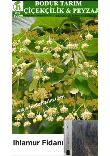 Bulancak 2 Yaşında Yarı Bodur Doku Kültürü Aşılı Tüplü Topraklı Aromalı Kokulu Ihlamur Çiçek Fidanı