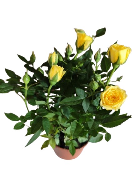 2 Adet Saksıda Bodur Mini Gül Çiçeği (Sarı Renk) modelleri
