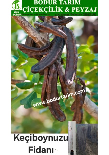 Bulancak 2 Yaşında Yarı Bodur Doku Kültür Tüplü Topraklı Keçi Boynuzu Fidanı