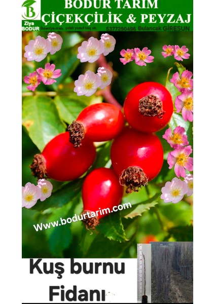 Bulancak 2 Yaşında Tam Bodur Doku kültür Tüplü Topraklı Doku Kültürü Kuşburnu Fidanı