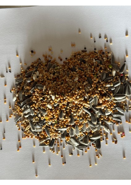 Yavru Sultan Papağanı Yemi 1 kg fiyatları