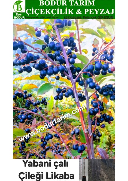 Bulancak 2 Yaşında Tam Bodur Doku Kültür Topraklı Tüplü Yabani Likaba Çalı Çileği Çilek Fidanı