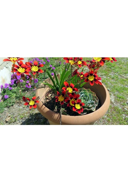 10 Adet Palyanço Çiçeği Soğanı Karışık Renk Yeni Mahsul.