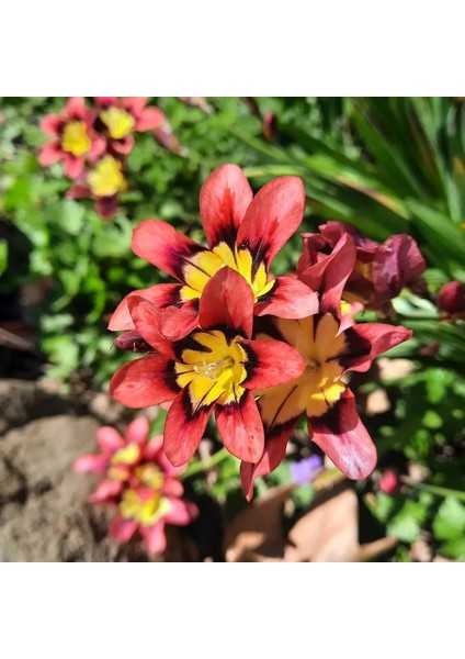 10 Adet Palyanço Çiçeği Soğanı Karışık Renk Yeni Mahsul. fırsatları