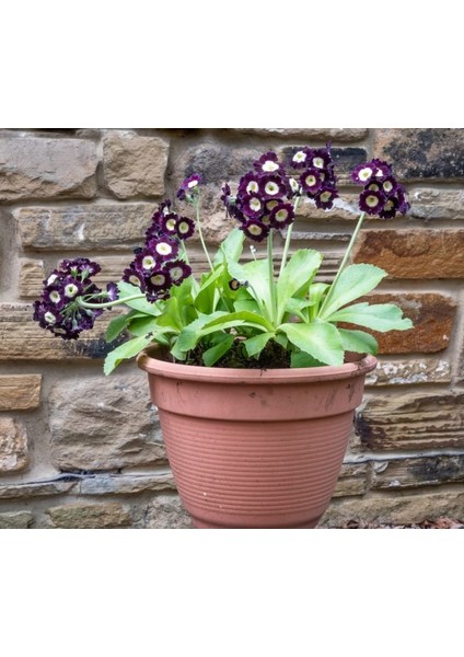 10 Adet Palyanço Çiçeği Soğanı Karışık Renk Yeni Mahsul. fiyatları