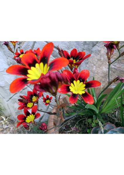 10 Adet Palyanço Çiçeği Soğanı Karışık Renk Yeni Mahsul. modelleri