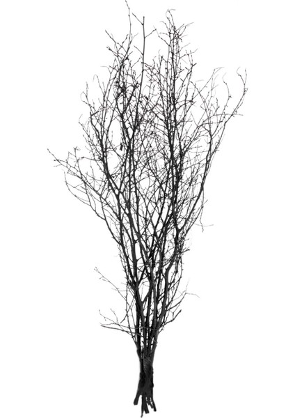 Kuru Bitki, Gürgen Dalı, Siyah - 60-80 cm