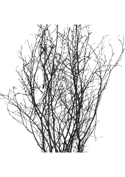 Kuru Bitki, Gürgen Dalı, Siyah - 60-80 cm fiyatları