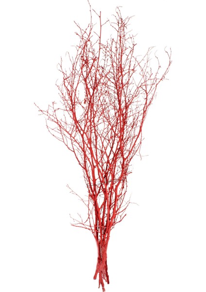 Kuru Bitki, Gürgen Dalı, Kırmızı - 60-80 cm