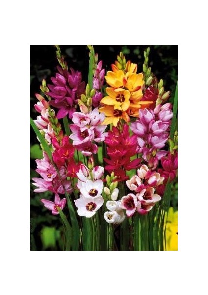 10 Adet Mısır Zambağı Çiçeği Soğanı Karışık Renk Yeni Mahsul. fiyatları