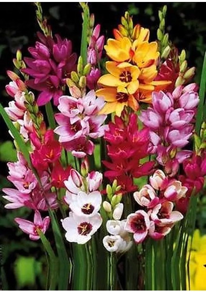 10 Adet Mısır Zambağı Çiçeği Soğanı Karışık Renk Yeni Mahsul. modelleri