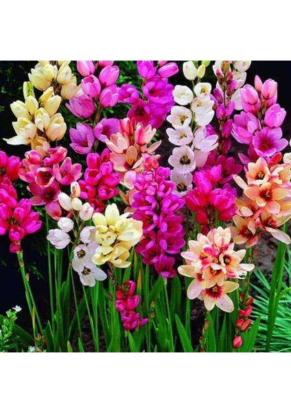 10 Adet Mısır Zambağı Çiçeği Soğanı Karışık Renk Yeni Mahsul.