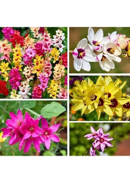 10 Adet Mısır Zambağı Çiçeği Soğanı Karışık Renk Yeni Mahsul. fırsatları