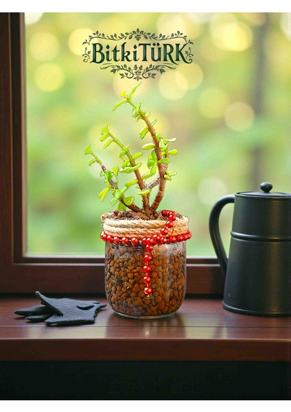 Kil Bilye Kültüründe Afra Para Ağacı 25/40CM