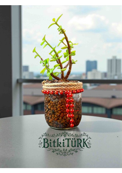 Kil Bilye Kültüründe Afra Para Ağacı 25/40CM fiyatları