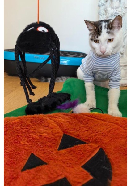 Cadılar Bayramı Temalı Kedi Minderi | Balkabağı Şeklinde Oyun ve Dinlenme Minderi fırsatları