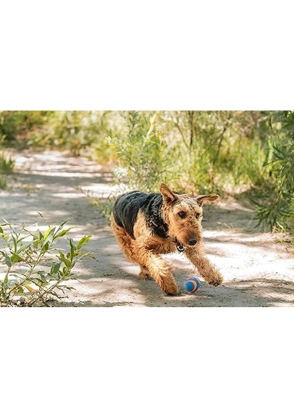 Ultra Squeaker Sesli Oyun Topu (Medium) fırsatları