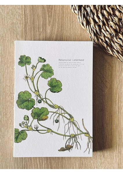 Tanıtım Özel Tasarım Baskılıkapaklı A5 Kareli Not Defteri - 180 Derece Açılabilir, Sırtı DIKIŞLI,%100 El Işçiliği, Ofis Için Ideal, Planlayıcı (Ranunculus Lenormand Kapak Tasarımı)