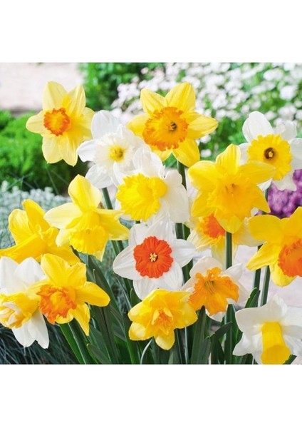 Karışık Renk Nergis Soğanı 5 Adet