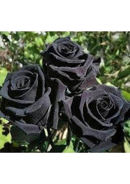 Look 5 Adet Tohum Nadir Siyah Gül Tohumu Kara Gül TH-BB23678932569 fiyatları