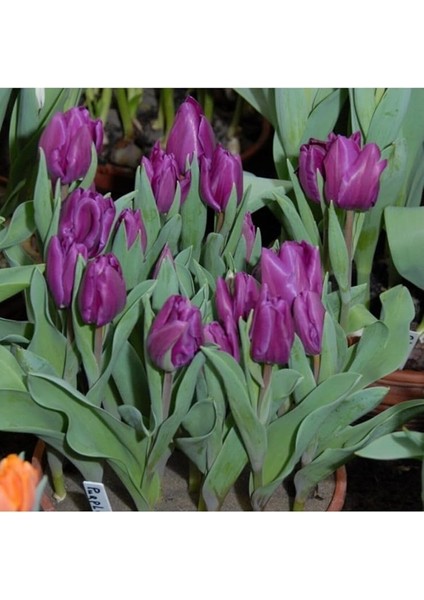 Mor Lale Soğanı 5 Adet fiyatları