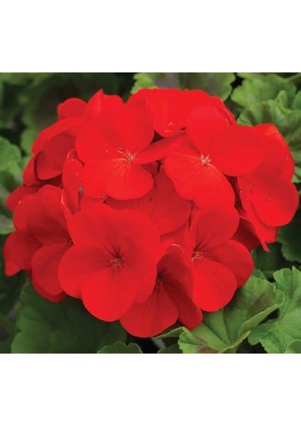 Sardunya Tohumu (Büyük Çiçek, Kokulu Yaprak) Kırmızı Renkli - 5 Tohum modelleri