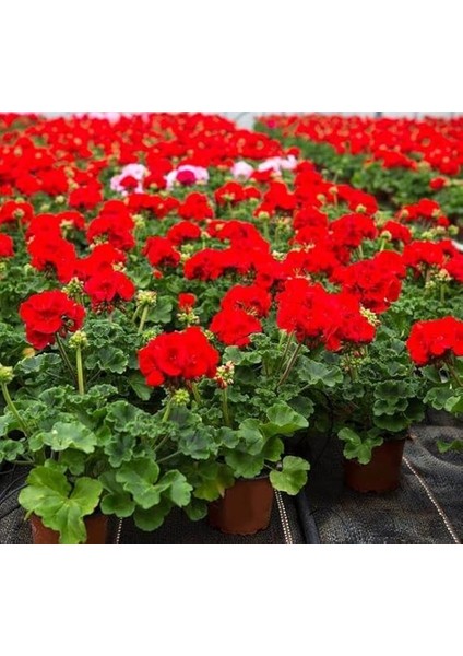 Sardunya Tohumu (Büyük Çiçek, Kokulu Yaprak) Kırmızı Renkli - 5 Tohum fırsatları