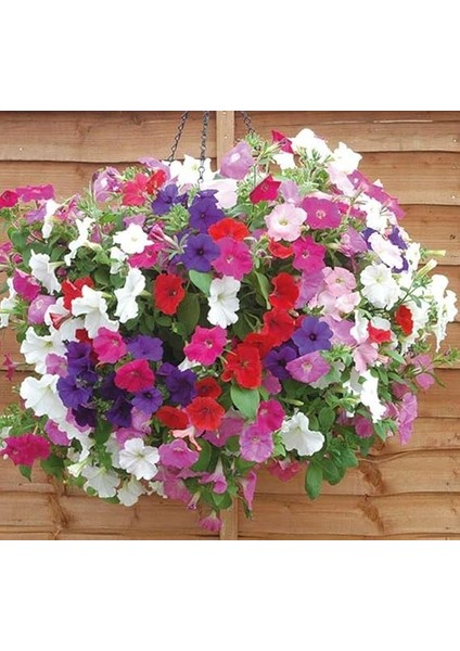 Petunya Çiçeği Tohumu (Iri Çiçekli Bodur) Karışık Renkli - 15 Tohum fiyatları