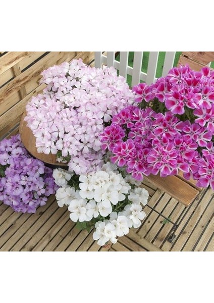 Godetya Tohumu (Bahçe Açelyası) Karışık Renkli - 5 Tohum fiyatları