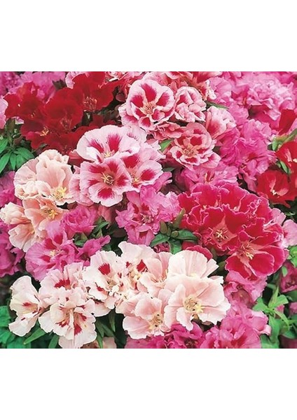 Godetya Tohumu (Bahçe Açelyası) Karışık Renkli - 5 Tohum fırsatları