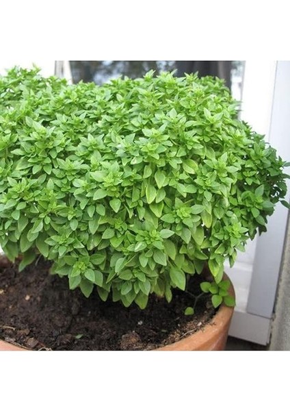 Tarım Top Reyhan/top Fesleğen Çiçeği Tohumu