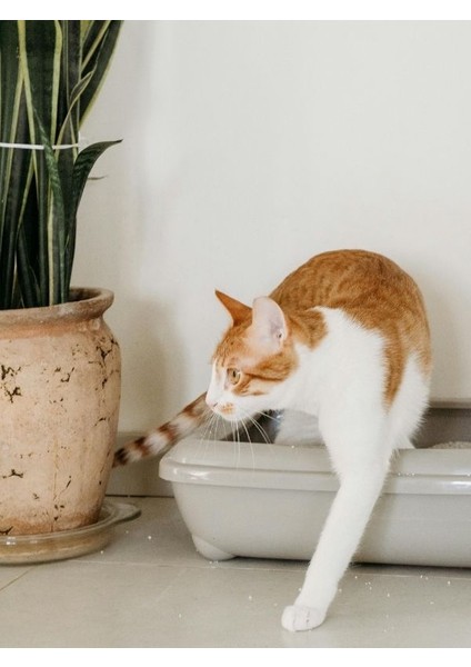 Kedi Kum Temizleme Küreği Delikli Kum Küreği Kedi Tuvalet Küreği modelleri