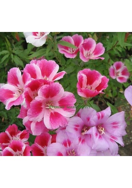 Godetya Çiçeği Tohumu (Büyük Çiçek Bahçe Açelyası) Karışık Renkli - 5 Tohum fiyatları