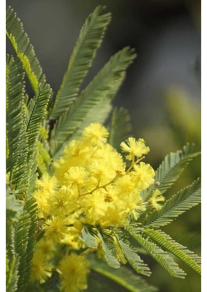 Dünyam Sarı Mimoza Ağacı Tohumu / 5 Adet Tohum modelleri